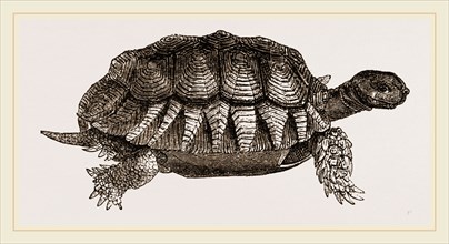 Furrowed Tortoise