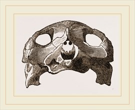 Skull of Indian Tortoise