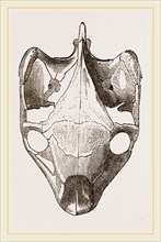 Skull of Indian Tortoise from above