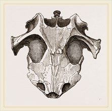 Skull of Matamata from above