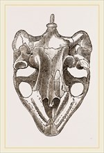 Skull of Indian Tortoise from below