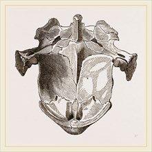 Skull of Matamata from below