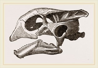 Skull of Indian Tortoise