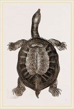 American River-Tortoise