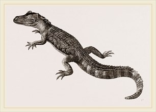 Pike-nosed Caiman or Alligator