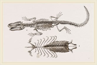 Skeleton and Sternum of Pike nosed Caiman or Alligator