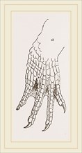 Hind-Leg of Caiman
