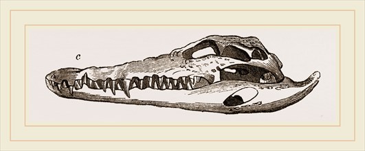 Skull of Crocodile and Caiman