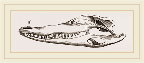 Skull of Crocodile and Caiman