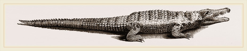 Common Crocodile