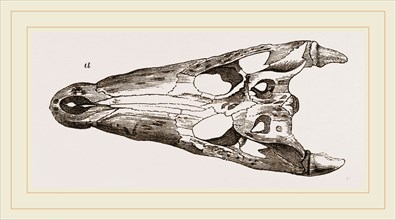 Skulls of Crocodile and Caiman