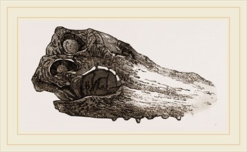 Skull of Crocodile Fossil