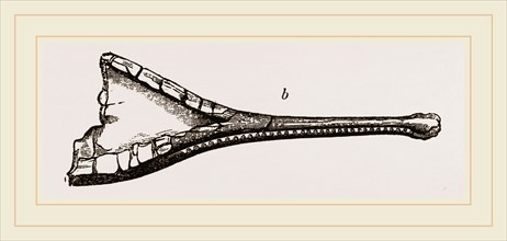 Heads of Teleosaurns Fossil