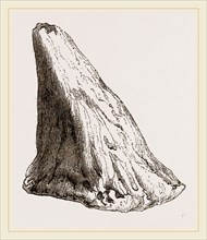 Nasal Horn of Iguanodon