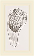 Teeth of Fossil Iguanodon