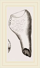 Teeth of Fossil Iguanodon