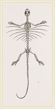 Skeleton of Fringed Dragon