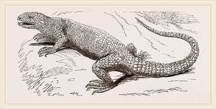 Common Stellio