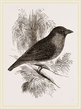 Sociable Weaver-Bird