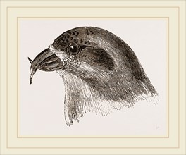 Head of Crossbill