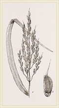 Panicle of the Rice-plant