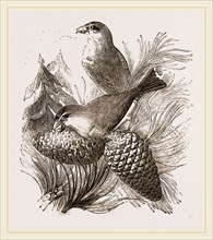 Crossbills