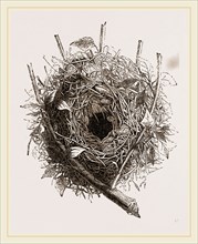 Nest of HouseSparrow