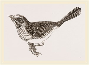 Song-Sparrow