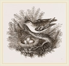 Siskin and Nest