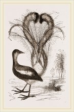 Lyre-Bird