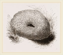Nest of WaterOuzel