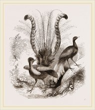 Lyre-Birds