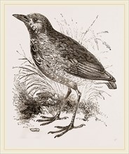 King-Thrush