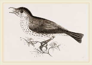 Wood-Thrush