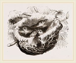 Nest of Golden Oriole