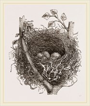 Nest of Mistle Thrush