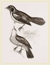 Red-breasted Thrushes