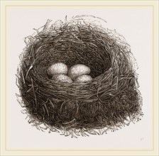 Nest of Blackbird