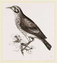 Ground scraping Thrush