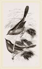 Dartford Warblers