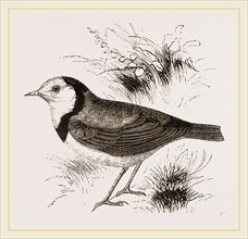White fronted Ephthianura