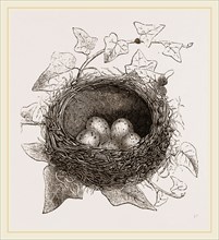 Nest of Song-Thrush