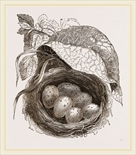 Nest of Redbreast