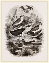 Group of British Birds
