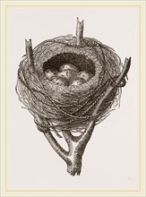 Nest of Sedge-Warbler