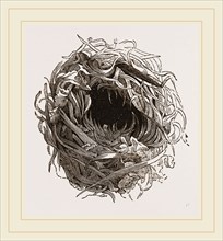 Nest of Yellow Wren