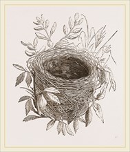 Nest of Sedge-Warbler