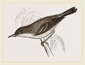 Grey-Backed Warbler
