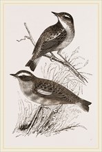 Whinchats