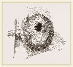 Nest of Long-tailed Titmouse